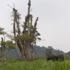 045 LOANGO 2 Akaka Riviere Rembo Ngove Nord Berge et Mammalia Proboscidea Elephant Loxodonta africana cyclotis 15E5K3IMG_106851wtmk.jpg